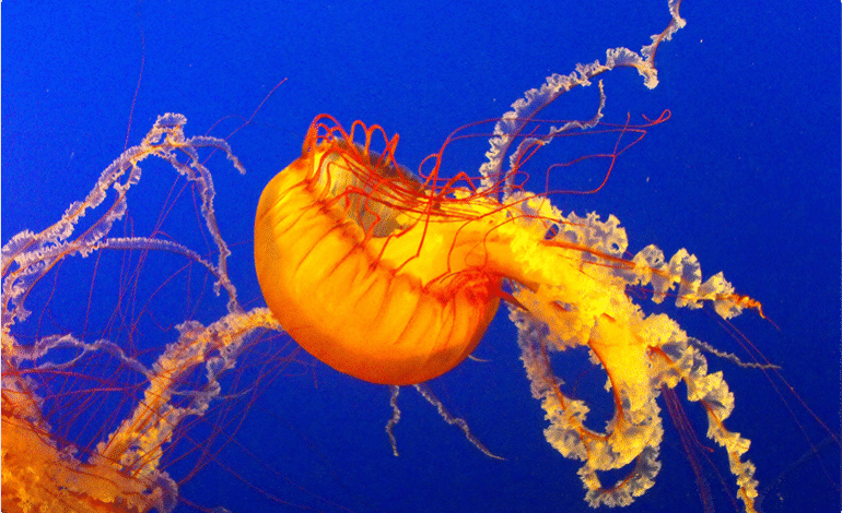 Good Design Can a Beautiful Raw Interface For Everyone